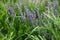 Purple lavender blooms in the garden among the green grass