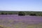 Purple lavender carpet in the countryside