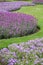 Purple And Lavender Coloured Curved Borders