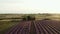 Purple lavender field at sunset.