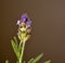 Purple lavender flower blossom macro closeup beauty bloom nature background portrait outdoors green plant