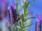 Purple lavender flower with a honeybee, harvesting pollen, on it