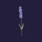 Purple lavender flower on stem with leaf. Gentle floral herb lavander. Dry Provence lavandula, wild meadow herbal plant