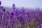 Purple lavender flowers on the blurred field background