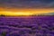 The purple lavender flowers and cloudscape in Huochen county