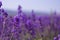 Purple lavender flowers in the field