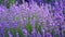 Purple lavender flowers field. Natural background. Close up