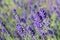 Purple lavender flowers on a green field