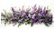 purple lavender flowers on white fence