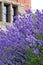 Purple lavender garden