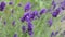 Purple Lavender herb plant flowers blowing in wind