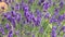 Purple Lavender herb plant flowers blowing in wind