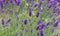 Purple Lavender herb plant flowers blowing in wind