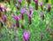 Purple lavender, Lavandula Angustifolia, aka common, true lavender flower bloom