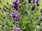 Purple lavender plant with little bumblebee