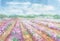 Purple lavender rows blooming watercolor