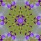 Purple and Lavender Tall Bearded Iris Blossom Kaleidoscope