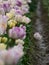 Purple and lavender tulips bloom in dark rows of dirt in spring