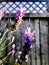 Purple lavender under the sunray. Grey wooden fence background.