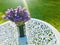 Purple lavender in a vase in the green grass yard under the sunlight.