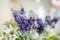 purple lavender and white flowers with pollen