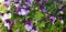 Purple lavender and white pansy flowers
