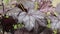 Purple leaf of alumroot Heuchera plant in garden