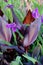 Purple Leaf Cannas & Purple Louisiana Irises