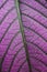 Purple leaf pattern