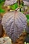 The purple leaf of Perilla frutescens