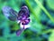 Purple leaf of plants with soft selective focus for pretty background, blurred concept ,delicate dreamy beauty of nature