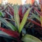 Purple leaf shell pineapple ornamental plant