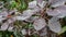 Purple Leafy Plant with Many Raindrops