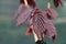 Purple Leaved Hazel, Corylus Maxima Purpureal, leaf detail