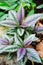 Purple leaved Persian Shield plants in the tropical garden