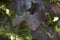 Purple leaves of Cercis canadensis tree