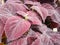 Purple leaves of the coleus, Plectranthus scutellarioides