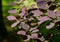 Purple leaves of Cotinus coggygria Royal Purple Rhus cotinus, the European smoketree in spring garden. Nature concept for design