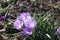 Purple leaves of crocus plants illuminated by sun light