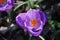 Purple leaves of crocus plants illuminated by sun light