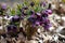 Purple Lenten rose in the woods