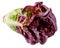 Purple lettuce leaf Head isolated on white background. Red Oakleaf lettuce salad