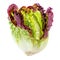 Purple lettuce leaf Head isolated on white background. Red Oakleaf lettuce salad