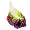Purple lettuce leaf isolated on white background. Red Oakleaf lettuce salad