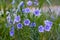 Purple lewis flax flowers bloom in the spring