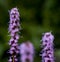 Purple Liatris