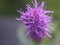 Purple Liatris Spicata, Blazing Star, Macro. Copy Space.