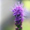 Purple Liatris Spicata, Blazing Star, Macro. Copy Space.