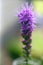 Purple Liatris Spicata, Blazing Star, Macro. Copy Space.