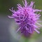 Purple Liatris Spicata, Blazing Star, Macro. Copy Space. Square.